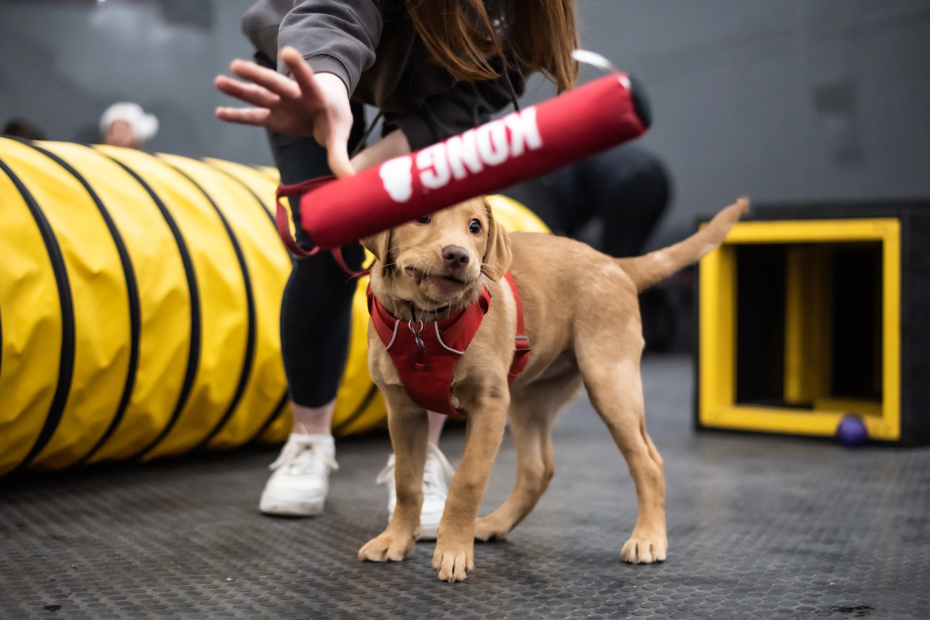 Healthy Treats for Happy Dogs