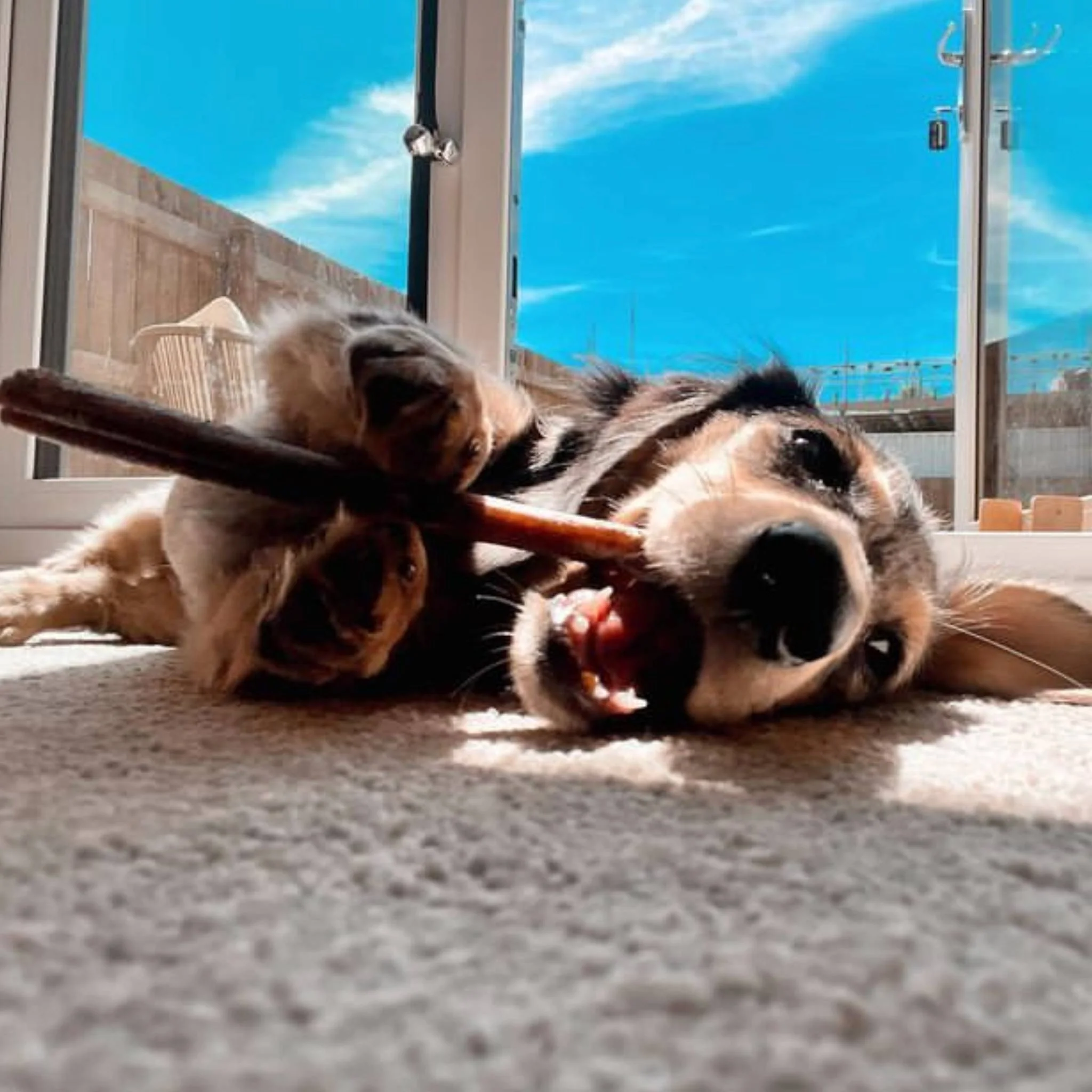 Pizzles: Puppy, Skinny, Standard, Thick (15cm) - Image 7