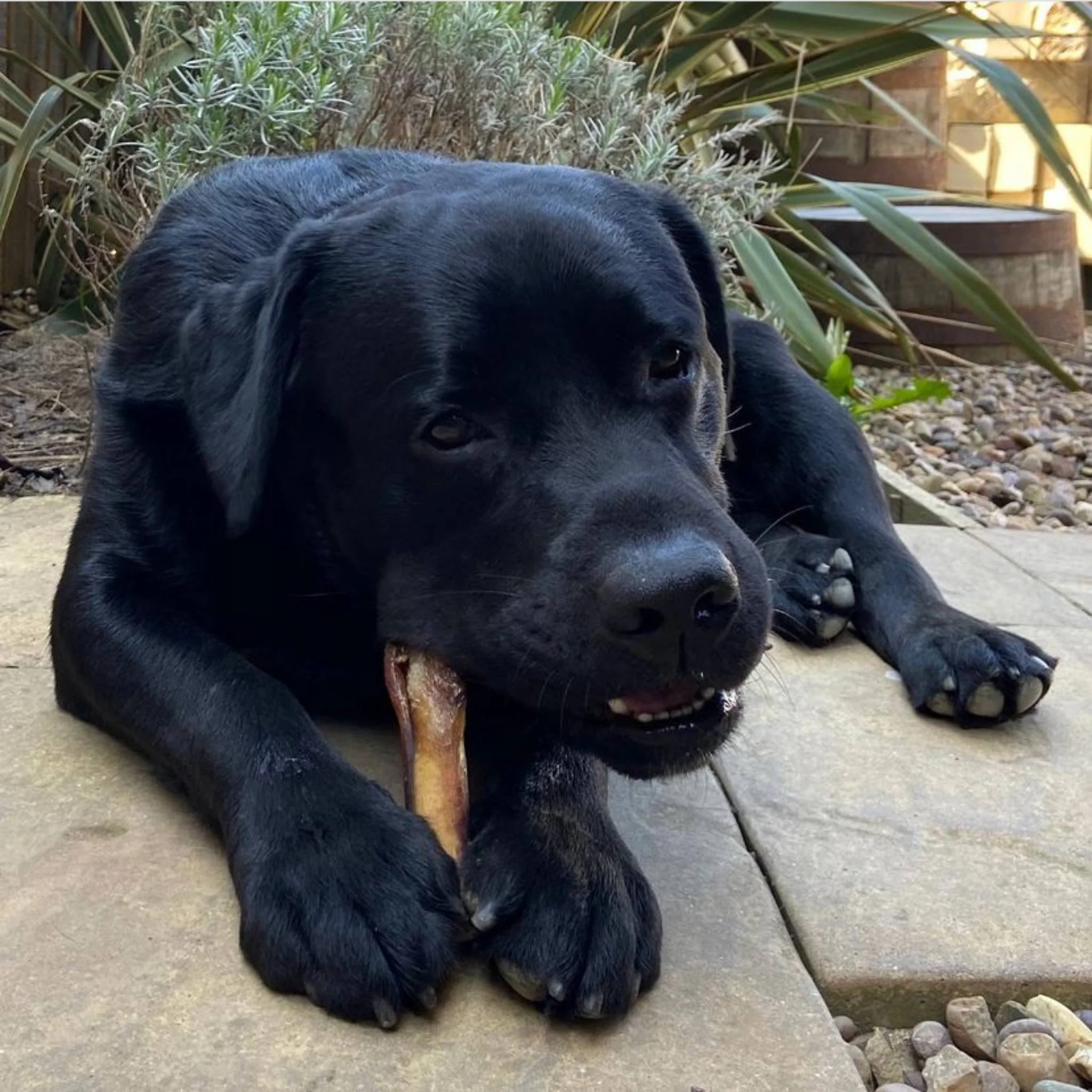 Pizzles: Puppy, Skinny, Standard, Thick (15cm) - Image 8