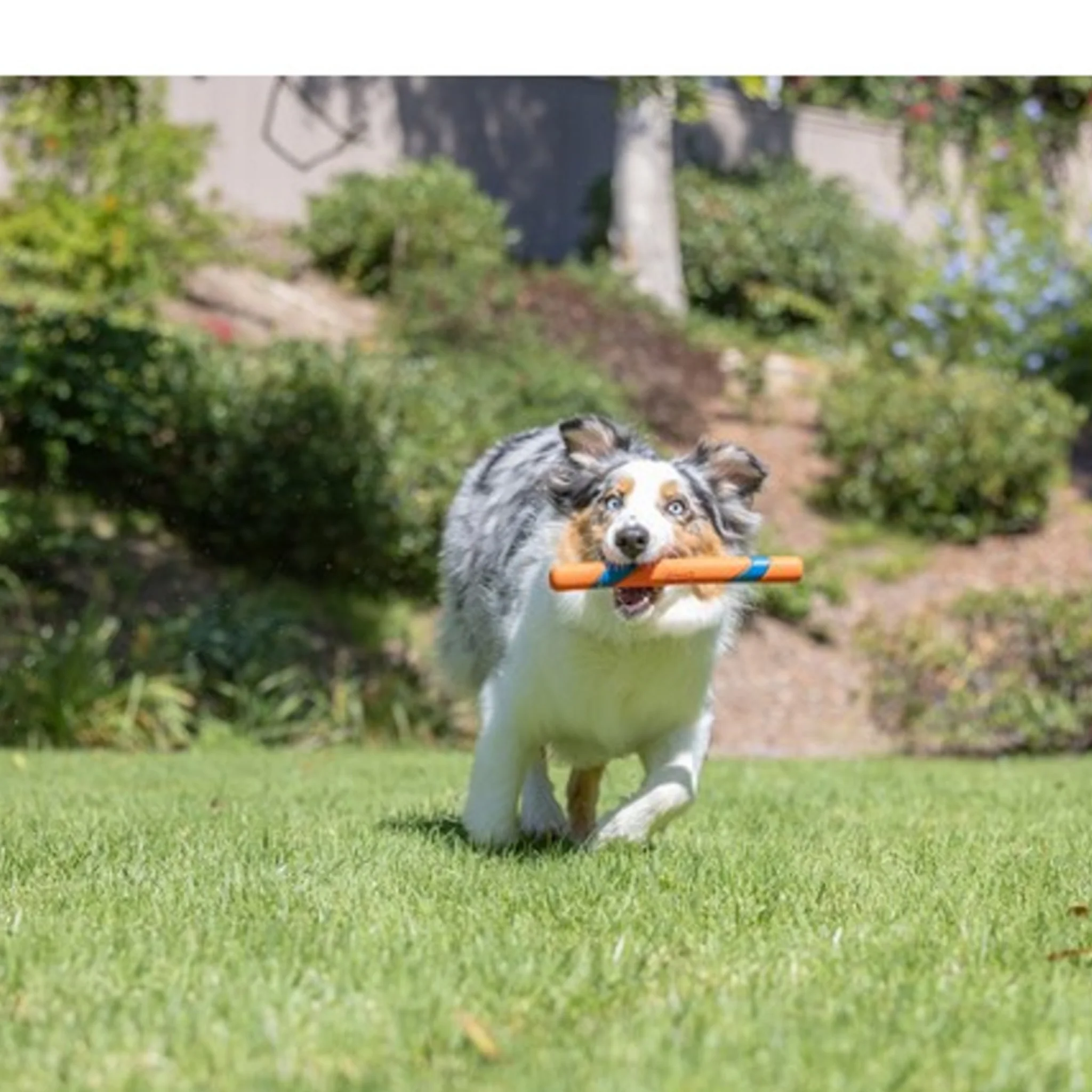 Chuckit! Ultra Fetch Stick - Image 3