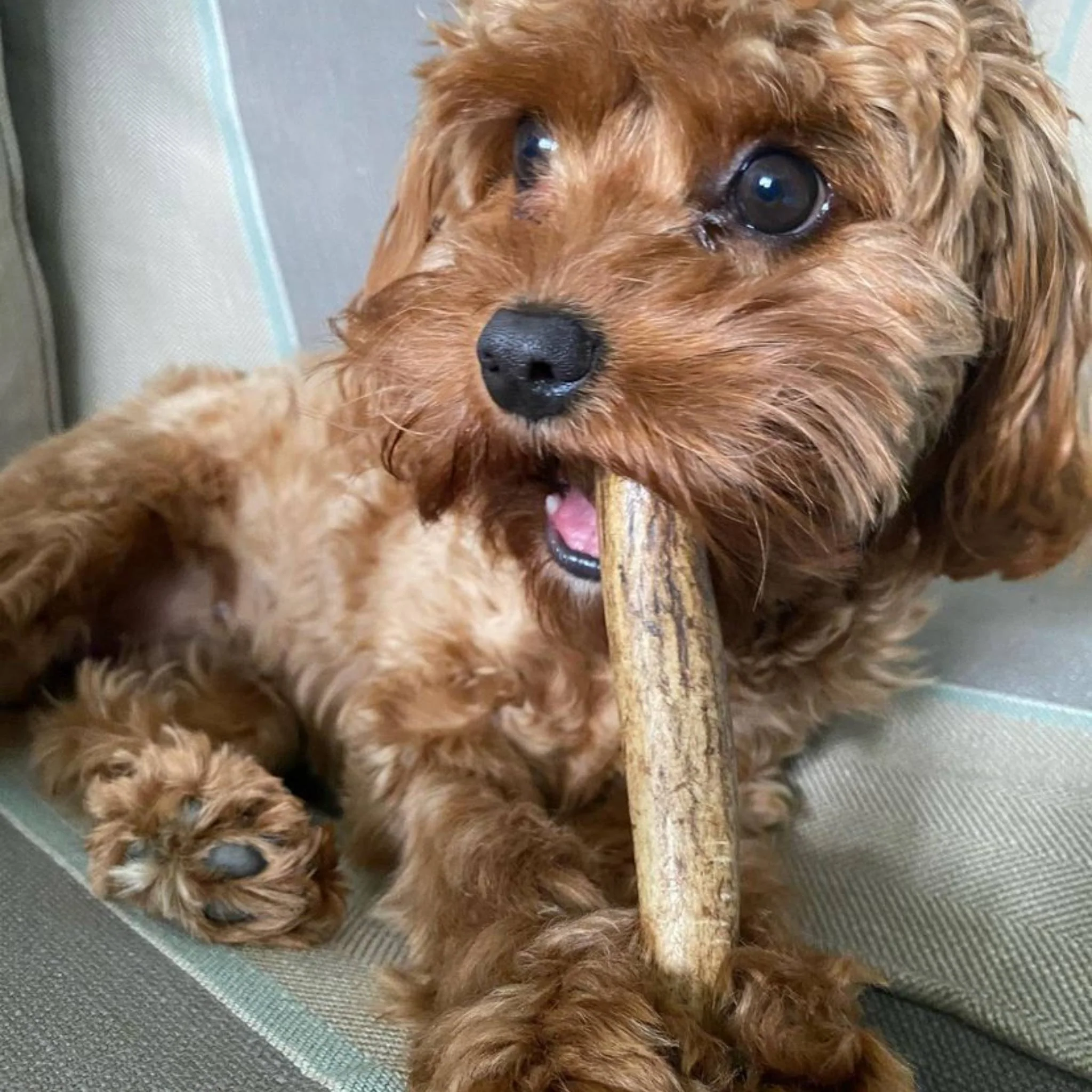 Deer Antler - Image 3