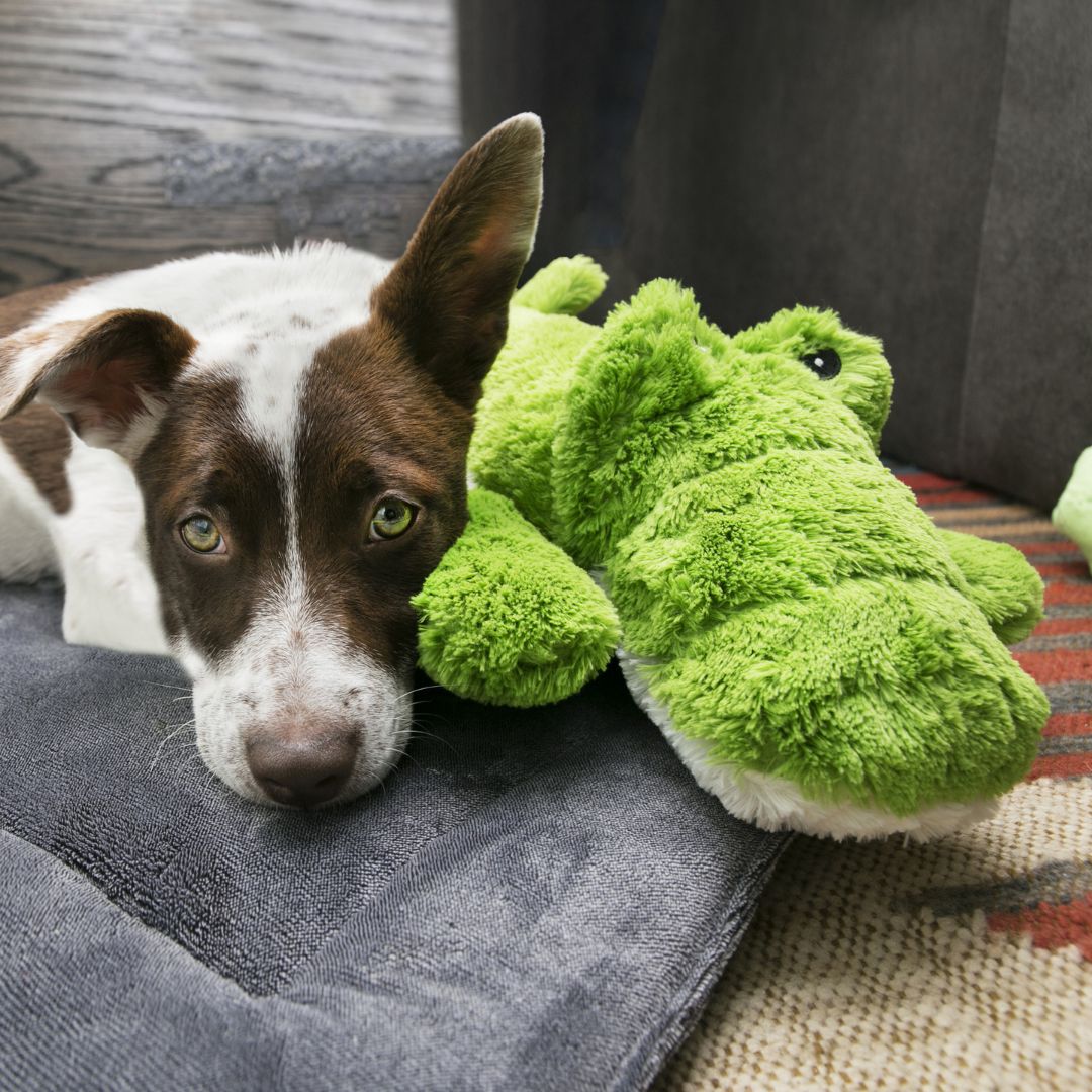 KONG Cozie Ali Alligator - Image 6