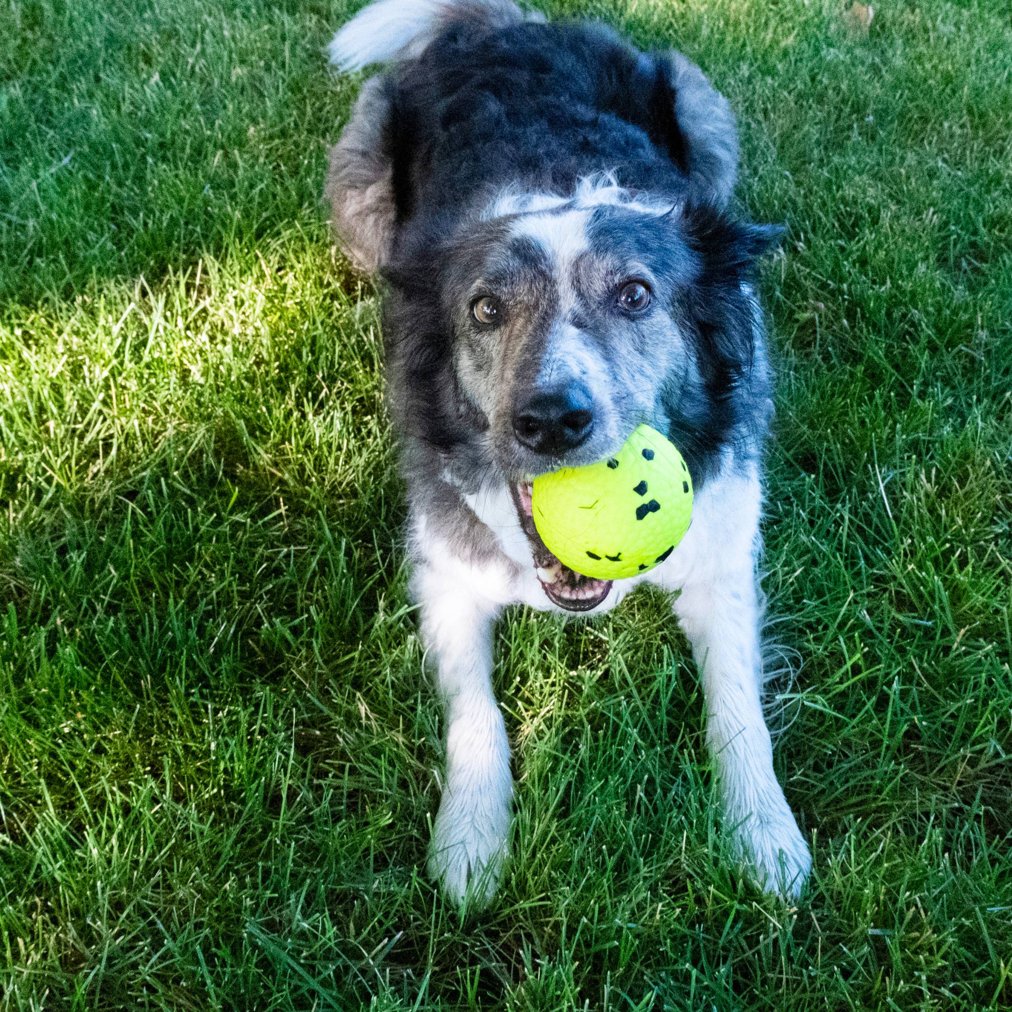 KONG Reflex Ball - Image 4