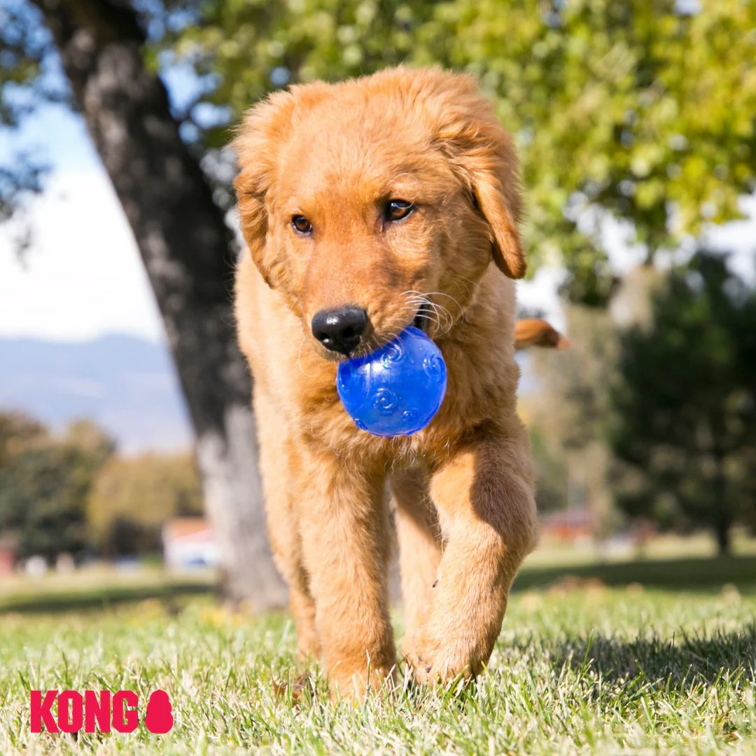 KONG Squeezz™ Ball - Image 5