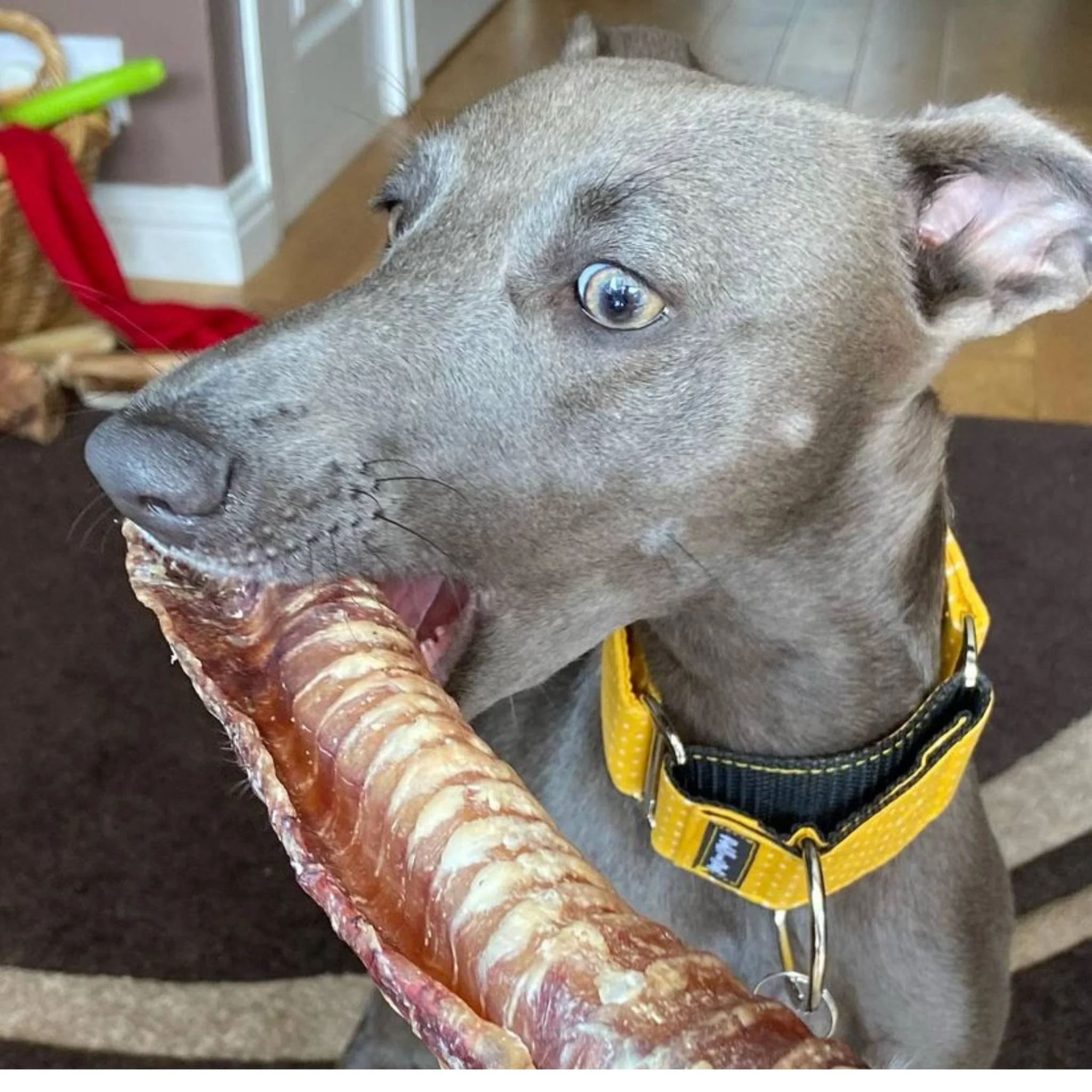 Beef Trachea - Image 3