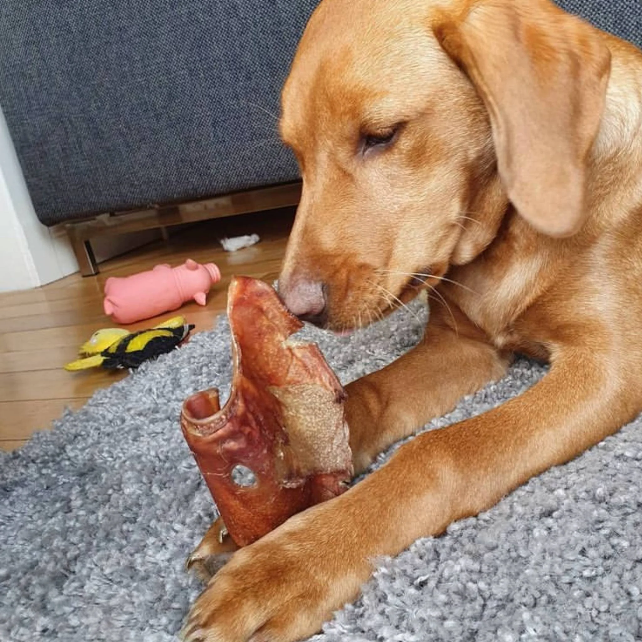 Large Pigs Ears - Image 3