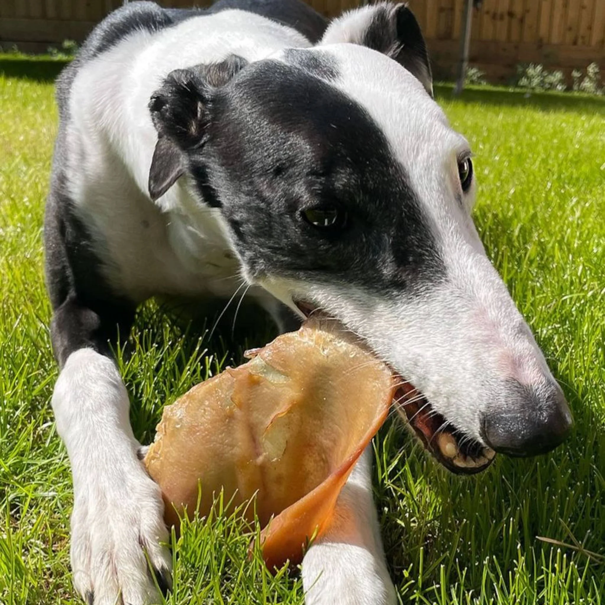 Large Pigs Ears - Image 5