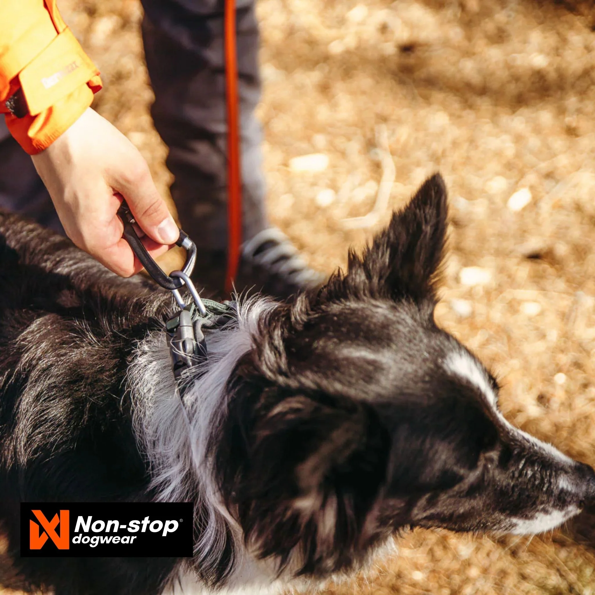 Non-Stop Dogwear Roam Dog Collar - Image 5