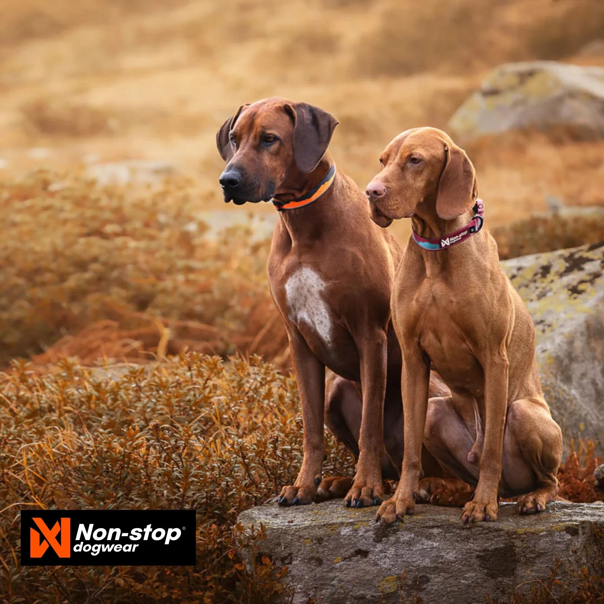 Non-Stop Dogwear Trail Quest Dog Collar - Image 3
