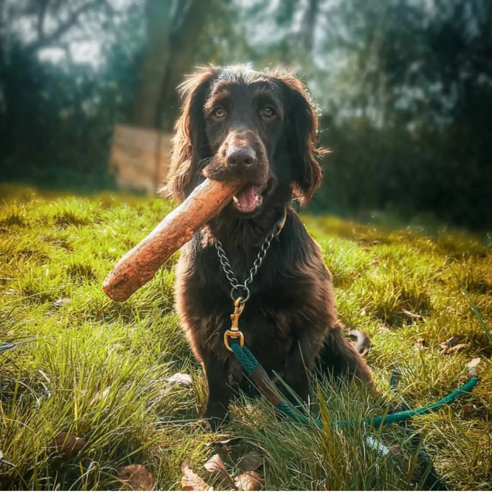 Olive Wood Dog Chew - Image 5
