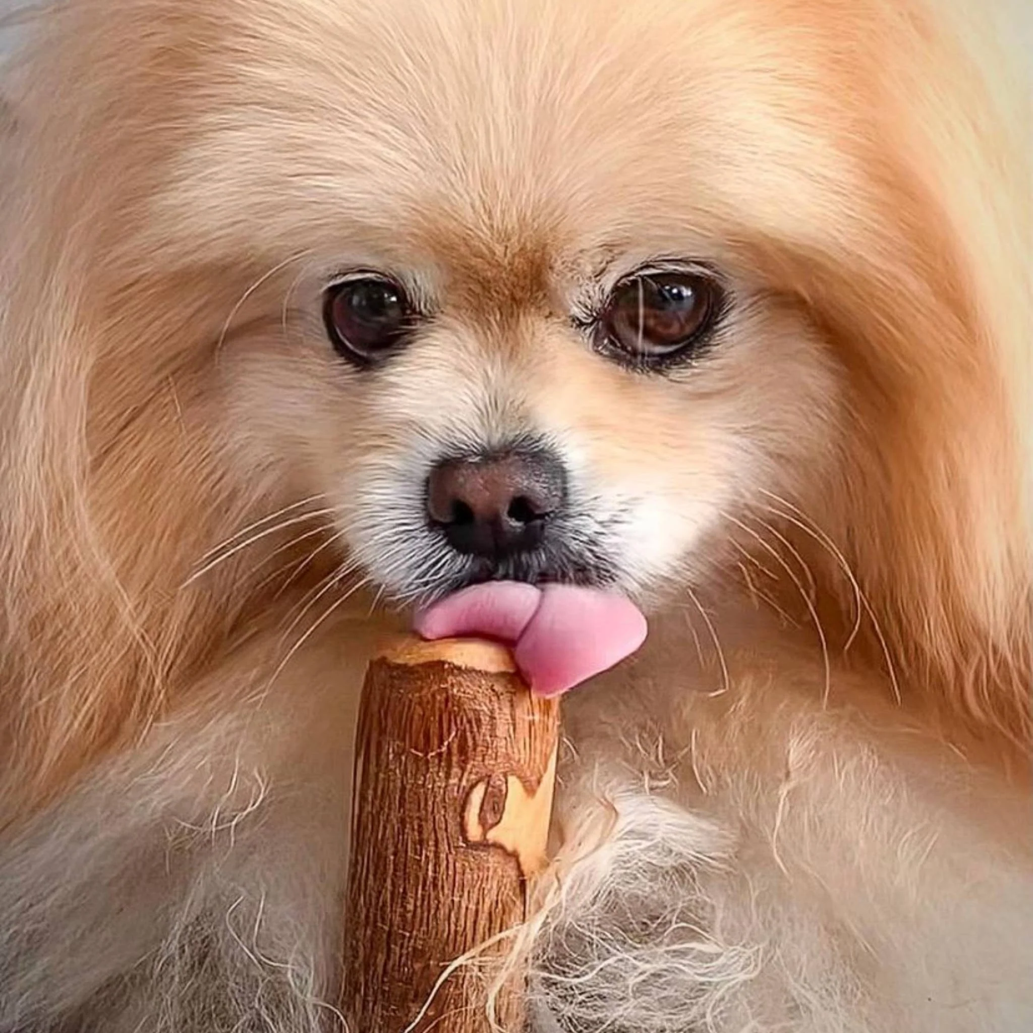Olive Wood Dog Chew - Image 6