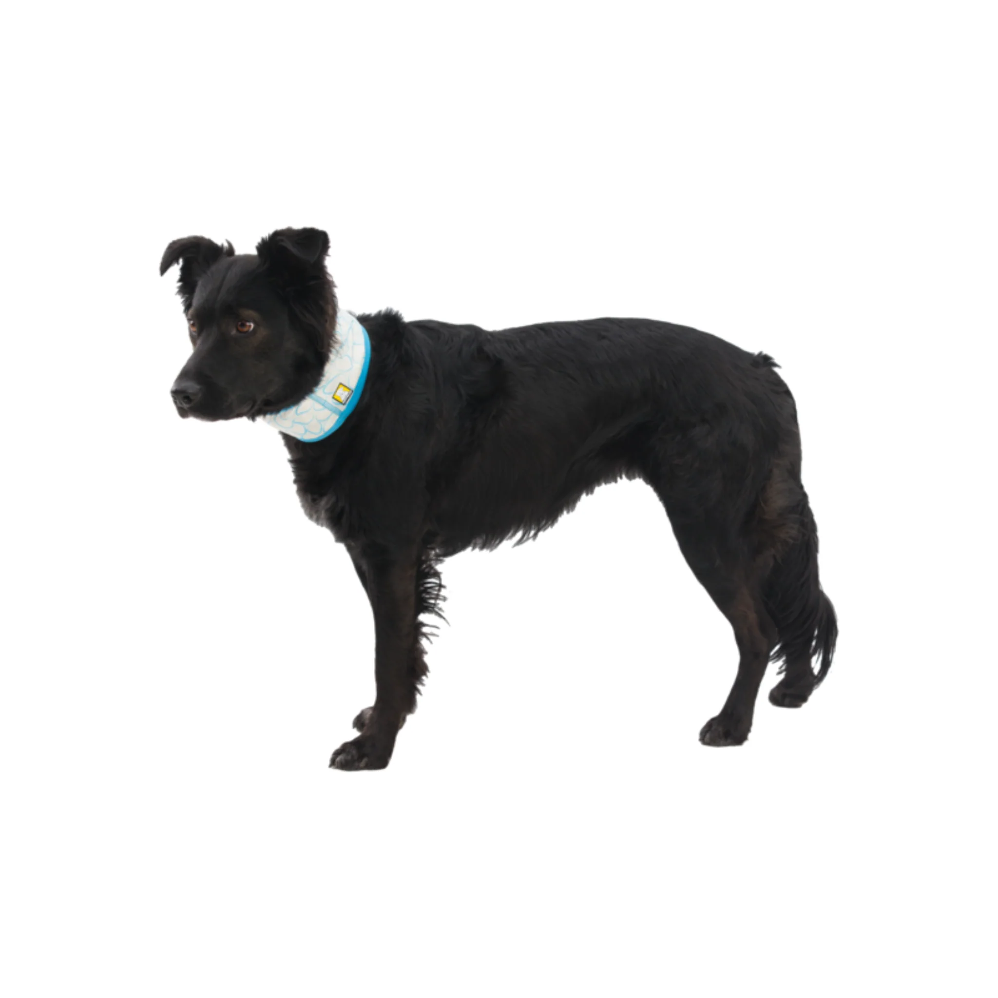 Ruffwear Swamp Cooler Neck Gaiter - Image 4