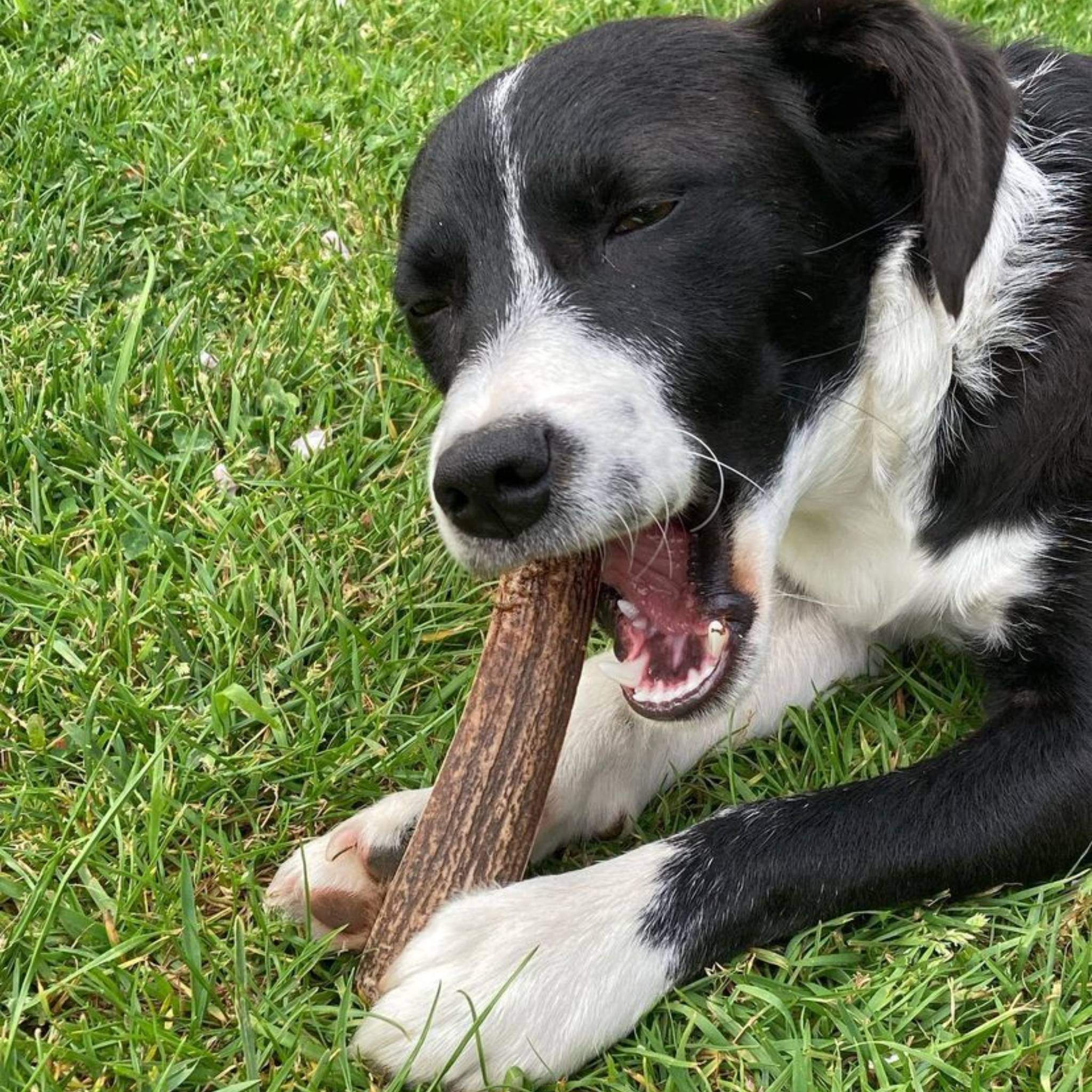 Split Deer Antler - Image 6